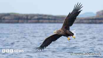 Rat poison found in five dead sea eagles