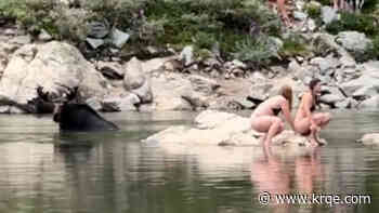 VIDEO: Moose swims near swimmers, hikers in Colorado