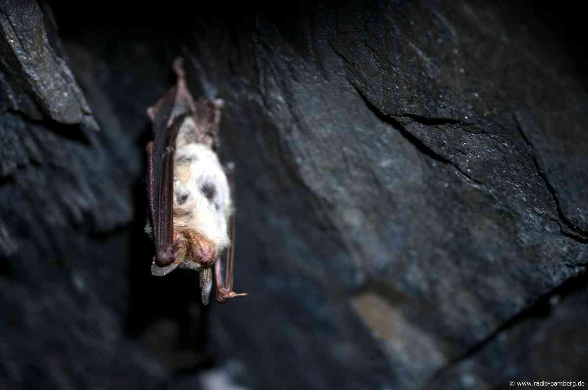 Achtung beim Lüften! Fledermäuse könnten ins Haus kommen