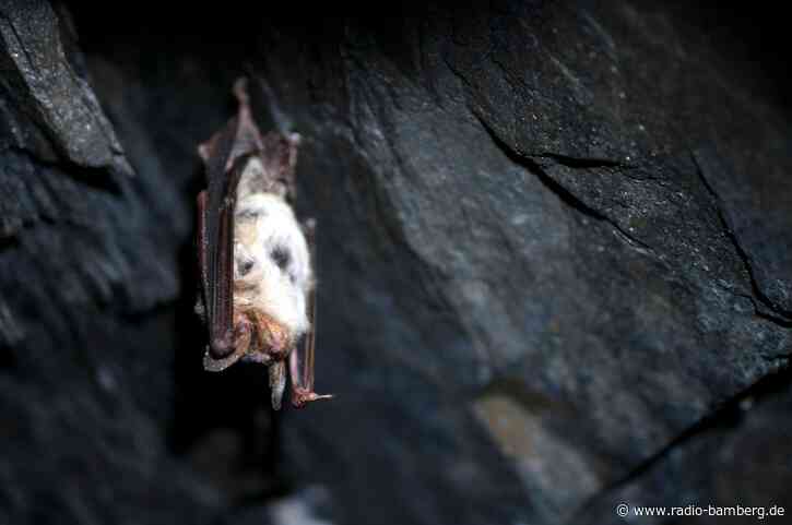 Achtung beim Lüften! Fledermäuse könnten ins Haus kommen