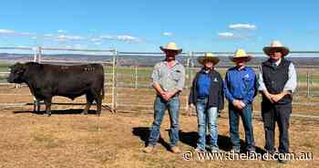 Queensland producer tops Swanbrook Angus sale, chasing grain and grass