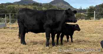 Brooklana heifer smashes Australasian record at auction