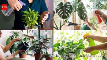 5 plants that can grow without soil