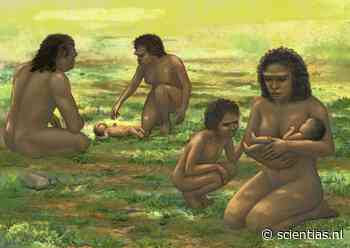 Scheve schedels verraden dat ook Homo erectus hulpeloze baby’s grootbracht