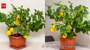 Small space, big harvest: Why every home needs a dwarf lemon tree