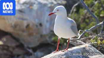 Now bird flu has hit seagulls a 'super-spreader' event is more likely