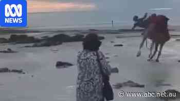 Cable Beach camel bucks tourists off during sunset ride