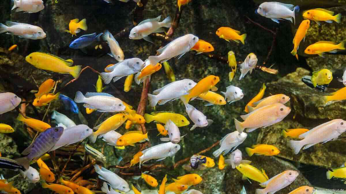 Klares Wasser, tote Fische: Der Irrtum, dem fast alle Aquarien-Einsteiger erliegen