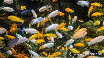 Klares Wasser, tote Fische: Der Irrtum, dem fast alle Aquarien-Einsteiger erliegen