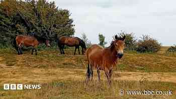 Herd of ponies to help look after nature reserve