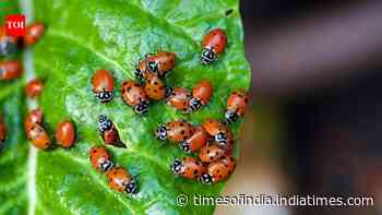 Why every gardener loves ladybugs: 5 Amazing benefits you should know