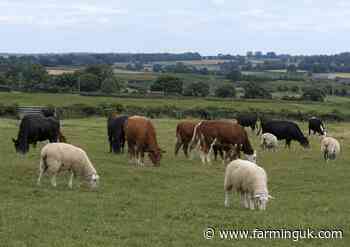 Bluetongue outbreak gathers pace across Britain