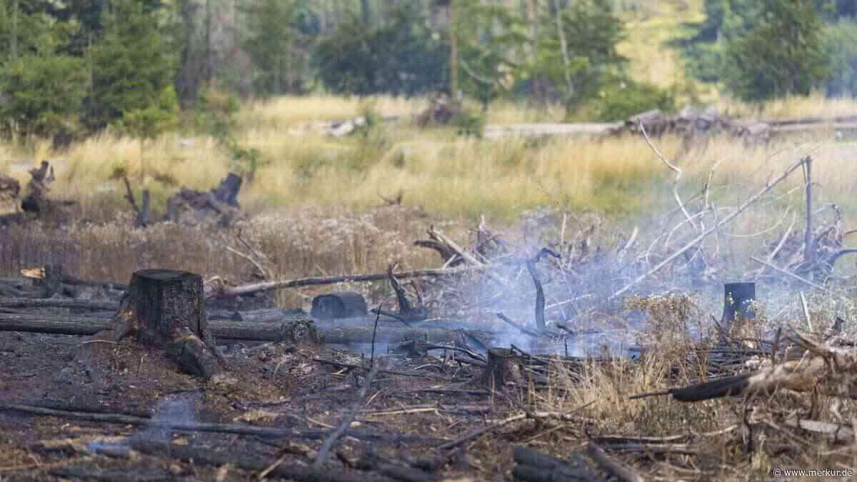 Waldbrände in Deutschland: Meteorologe nennt Faktor, der Risiko stark erhöht