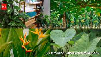 7 surprisingly 'big' plants you can grow on your balcony with the right care