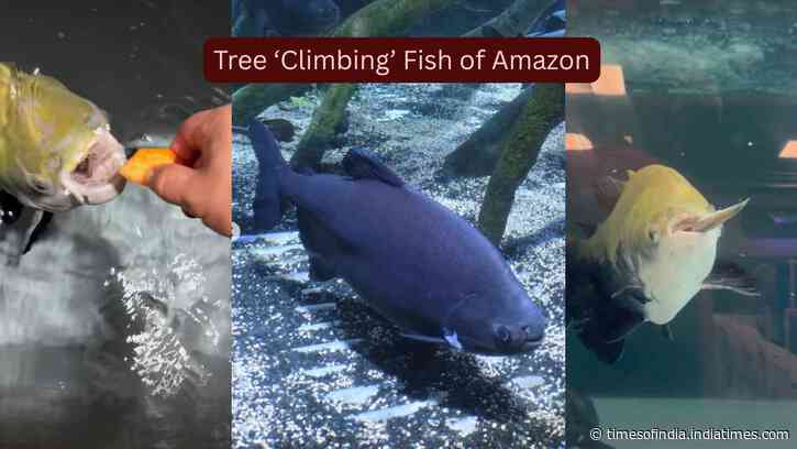 Meet the strange Amazon fish that ‘climb’ trees during flood season in search of fruit, seeds and survival and why seeing it is one of the world's greatest wildlife experiences
