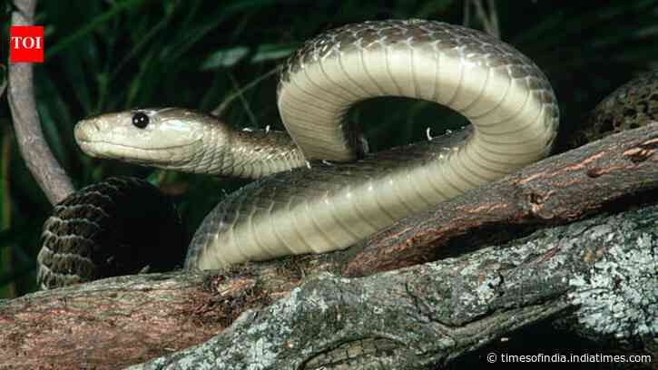Black mamba is the fastest snake on Earth: How it hunts, strikes and captures prey with remarkable efficiency
