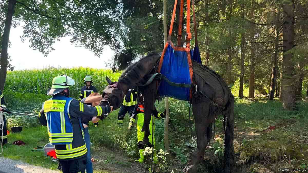 Pferd mit Kutsche in Graben gestürzt – Feuerwehr hebt Tier mit Kran heraus
