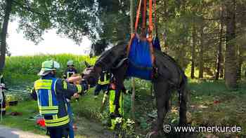 Pferd mit Kutsche in Graben gestürzt – Feuerwehr hebt Tier mit Kran heraus