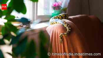 Monsoon safety guide to prevent snakes from entering homes: 5 things every homeowner should do