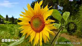 Your summer pictures as August arrives