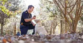 Manjimup couple turn up rare white truffles in a West Australian first
