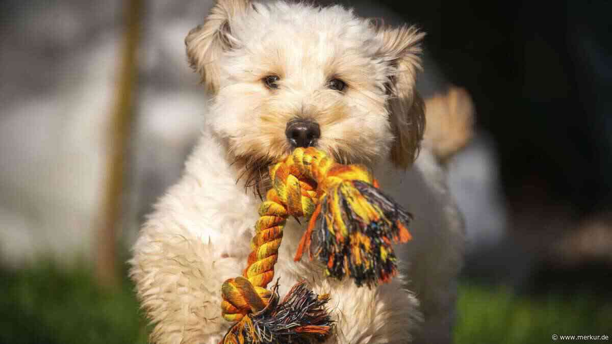 Nicht jeder Hund liebt Ballspiele: Was hinter dem unterschiedlichen Verhalten steckt