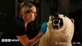 Erik the polar bear returns to maritime museum