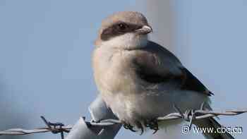 Meet Saskatchewan's threatened 'butcher bird' that impales its prey