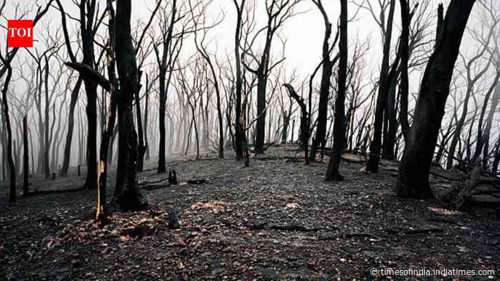 In 1987, Victoria began an A$26 million experiment inside a mountain ash forest; three decades later, the results surprised researchers