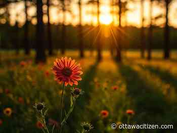 The city gardener: Endless summer  