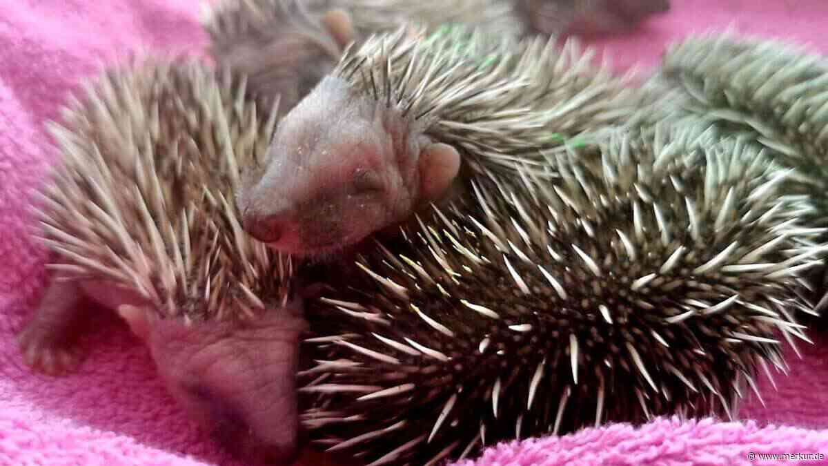 Sieben Igelbabys herzlos neben einer Mülltonne ausgesetzt – so geht es ihnen jetzt