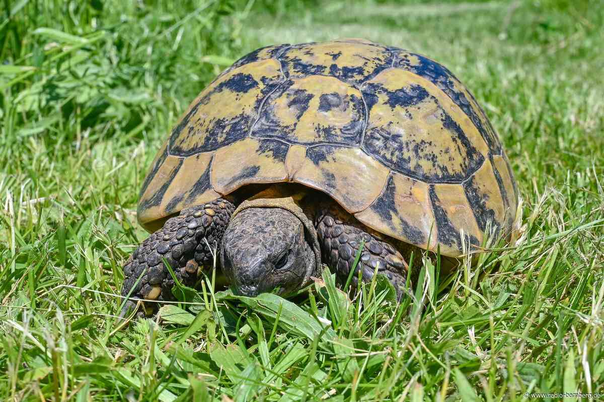 Vermisste Schildkröte nach vier Jahren wieder zurück