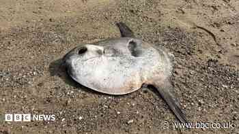 Tropical ocean sunfish washes up on popular beach