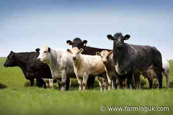 Scottish red meat output hits record £4.2bn