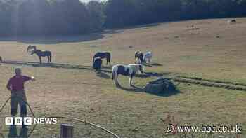 Thirsty horses helped by local firefighters