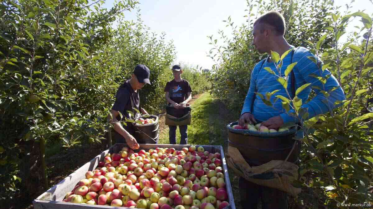 Landwirte besprühen Äpfel mit „Sonnencreme“ während Hitzewelle