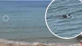 Photographer captures possible orca sighting off Saltburn coast