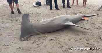 14-foot hammerhead shark washes ashore in Carolina Beach