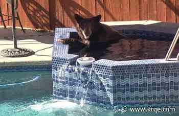 WATCH: Bear takes a dip in backyard spa in L.A. neighborhood