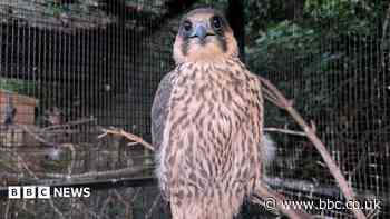 Injured peregrine reunion 'brought tears to eyes'