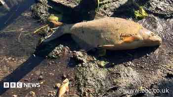 Hundreds of dead fish in river linked to heatwave