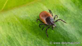 Three probable cases of rare tick-borne disease 'rabbit fever' detected in New York