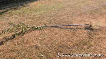 Cherry blossom trees snapped and ripped from the ground by vandals at Cardiff park