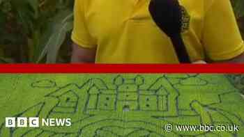 Farmer opens maze to subsidise cost of producing food