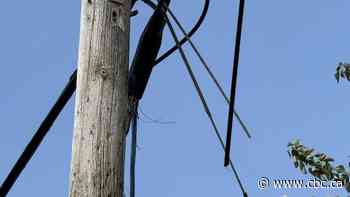 Telus restores internet, cell service in northwest B.C. after cable theft causes outage