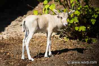 Addax antelope calf born at Buffalo Zoo