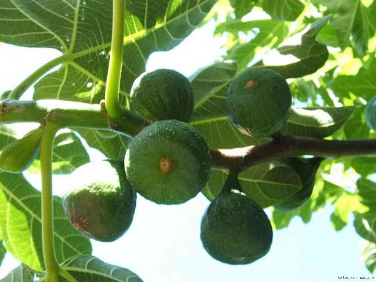 Signs that figs are ripe enough to pick
