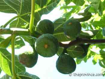 Signs that figs are ripe enough to pick