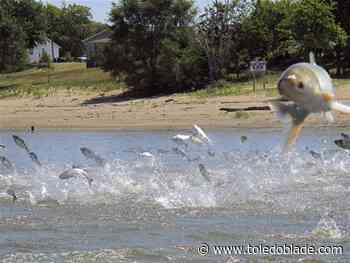 Task Force urges fast resumption of carp-barrier project