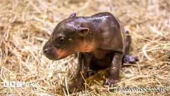 Pygmy hippo born at Edinburgh Zoo